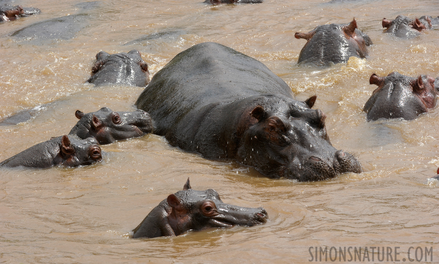 Hippopotamus amphibius amphibius [210 mm, 1/320 Sek. bei f / 13, ISO 640]